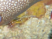 Photo:M. Levin, Click for a larger picture